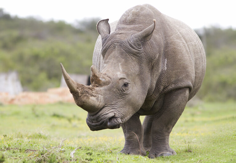Billionaires Help Fund The Rescue Of Eighth Of The World’s White Rhinos